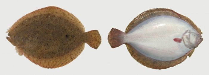 Brill, Scophthalmus rhombus Brill, Scophthalmus rhombus