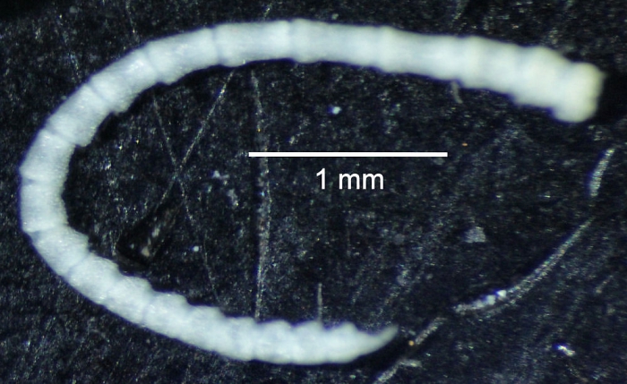 Anisometra frigida John, 1939, Natural History Museum, London, cat. no. 1948.1.7.207, GENOTYPE, cirrus Anisometra frigida John, 1939, Natural History Museum, London, cat. no. 1948.1.7.207, GENOTYPE, cirrus