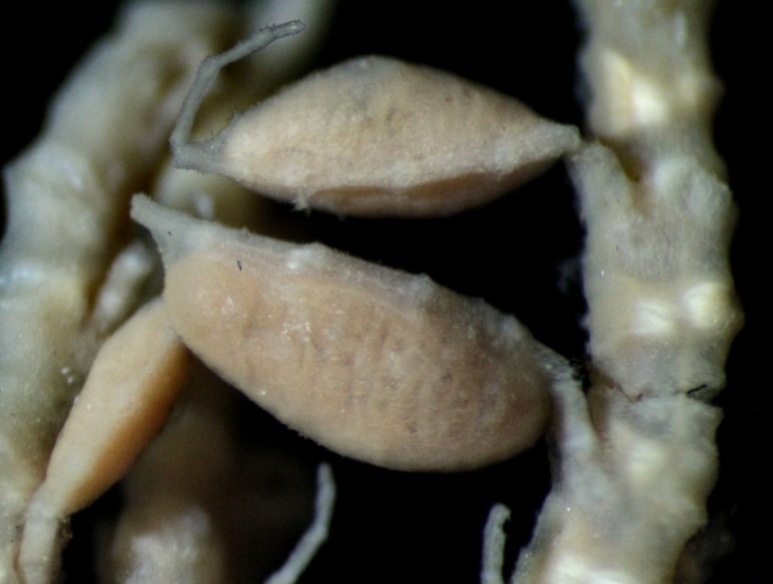 Anisometra frigida John, 1939, Natural History Museum, London, cat. no. 1948.1.7.207, GENOTYPE, genital pinnules Anisometra frigida John, 1939, Natural History Museum, London, cat. no. 1948.1.7.207, GENOTYPE, genital pinnules