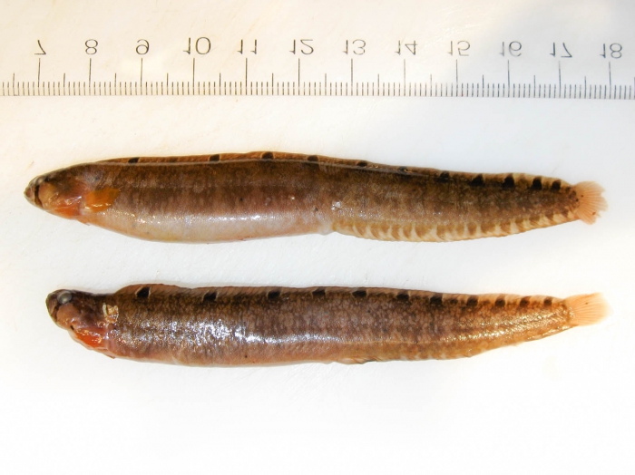 Pholis gunnellus - large pair Pholis gunnellus - large pair