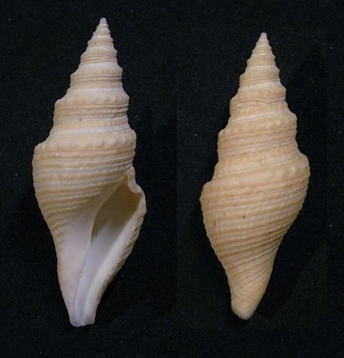 Bathytoma lühdorfi Bathytoma lühdorfi