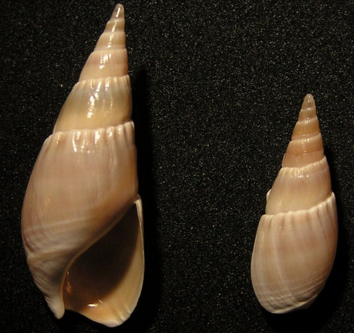 Bullia natalensis Bullia natalensis