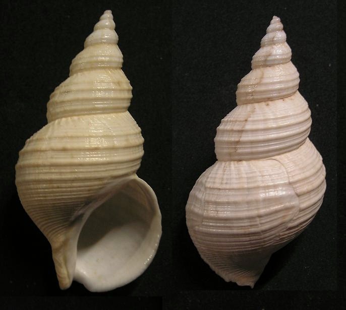 Buccinum leucostoma Buccinum leucostoma