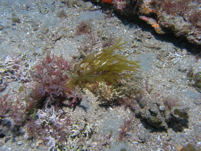 Dictyota ciliolata Dictyota ciliolata