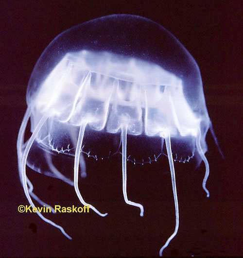 Cunina peregrina: Narcomedusae, Cuninidae Cunina peregrina: Narcomedusae, Cuninidae