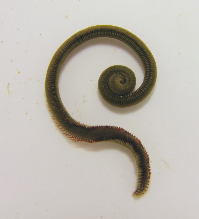 Picture of Marenzelleria viridis Picture of Marenzelleria viridis