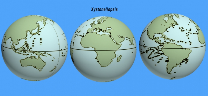 Distribution of Xystonellopsis species records Distribution of Xystonellopsis species records