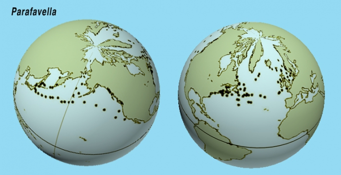Distribution of Parafavella species records Distribution of Parafavella species records