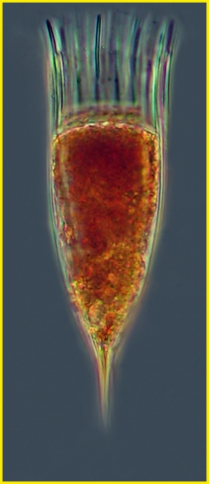 Dadayiella acutiformis Dadayiella acutiformis