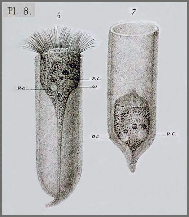 Favella ehrenbergii from Claparède & Lachmann Favella ehrenbergii from Claparède & Lachmann