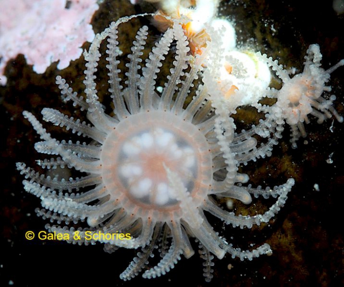 Staurocladia charcoti, King George Island,Antarctica; ca 8 mm; © Schories Staurocladia charcoti, King George Island,Antarctica; ca 8 mm; © Schories