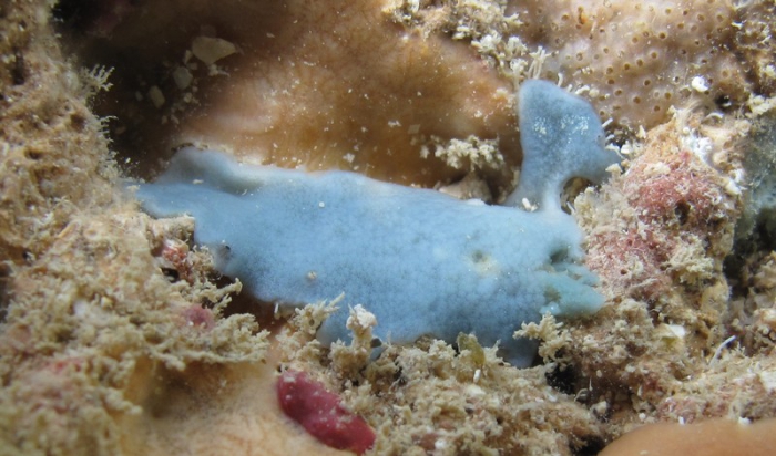 Holotype Holotype