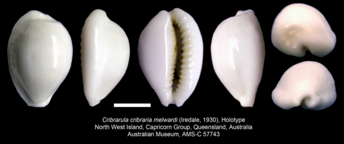 Cribrarula cribraria melwardi Cribrarula cribraria melwardi