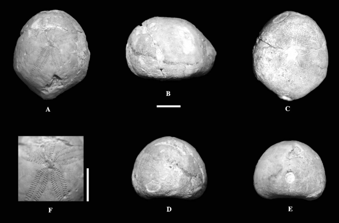 Pygolampas edita, Holotype Pygolampas edita, Holotype