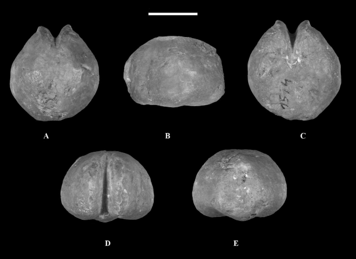 Salvaster roberti, Holotype Salvaster roberti, Holotype