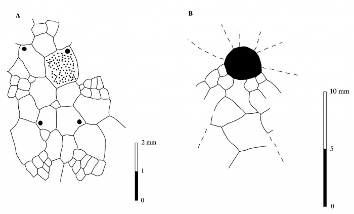 Salvaster roberti, Plating pattern Salvaster roberti, Plating pattern