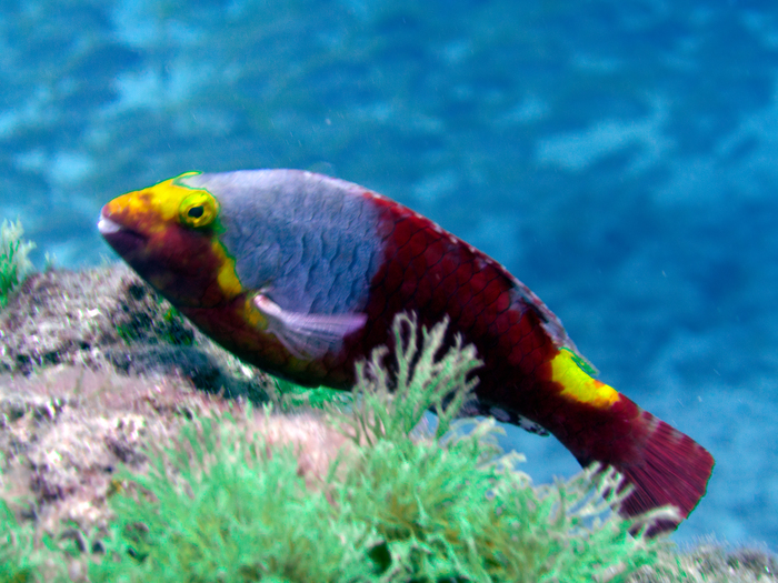 Sparisoma cretense Sparisoma cretense