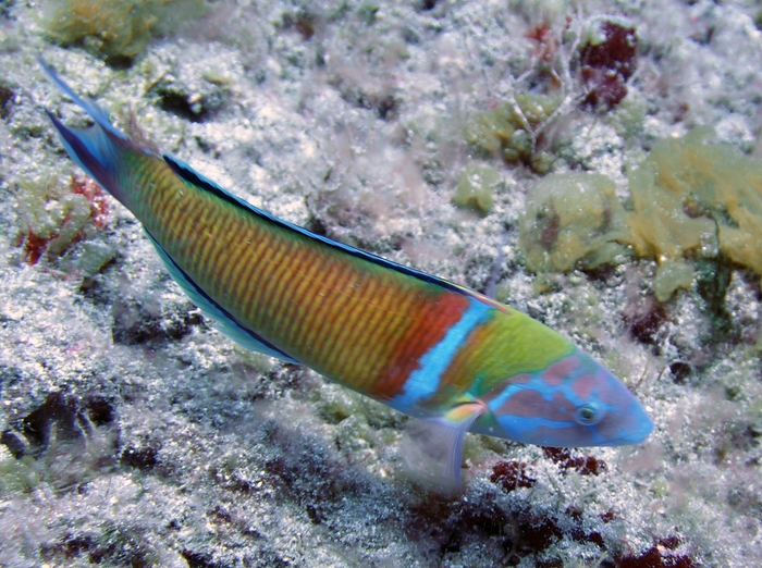 Thalassoma pavo Thalassoma pavo