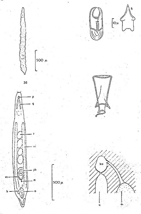 Diascorhynchus rubrus