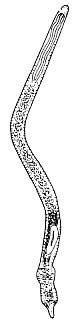 Diascorhynchus serpens