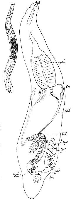 Cheliplana stylifera