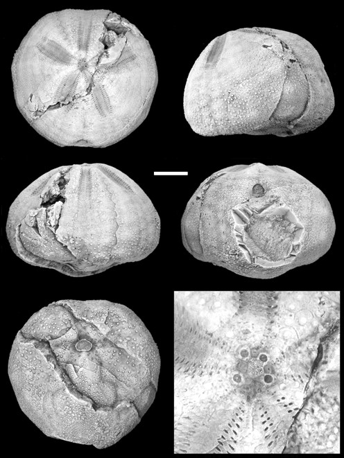 Palhemiaster natalyae (holotype) Palhemiaster natalyae (holotype)