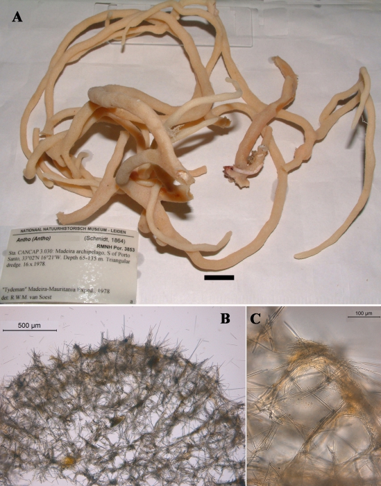 Antho (Antho) paradoxa habit and skeleton Antho (Antho) paradoxa habit and skeleton