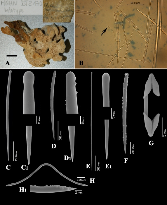 Clathria morisca type material Clathria morisca type material