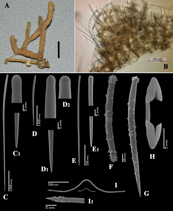 Plocamia coriacea var. elegans holotype Plocamia coriacea var. elegans holotype