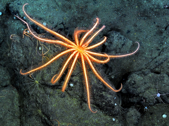 Brisinga sp. Brisinga sp.
