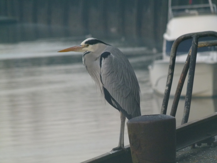 Aan de vismijn te Nieuwpoort Aan de vismijn te Nieuwpoort