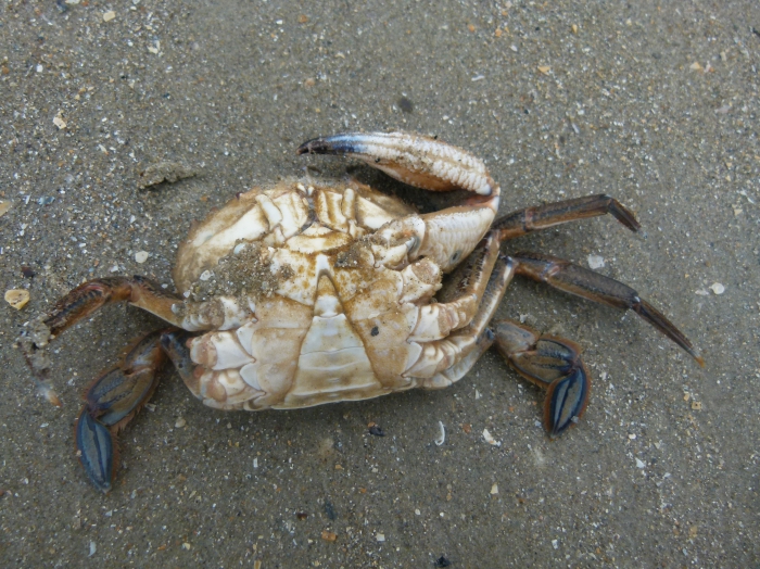 Fluwelen zwemkrab Fluwelen zwemkrab