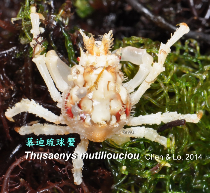 Thusaenys mutiliouciou Thusaenys mutiliouciou