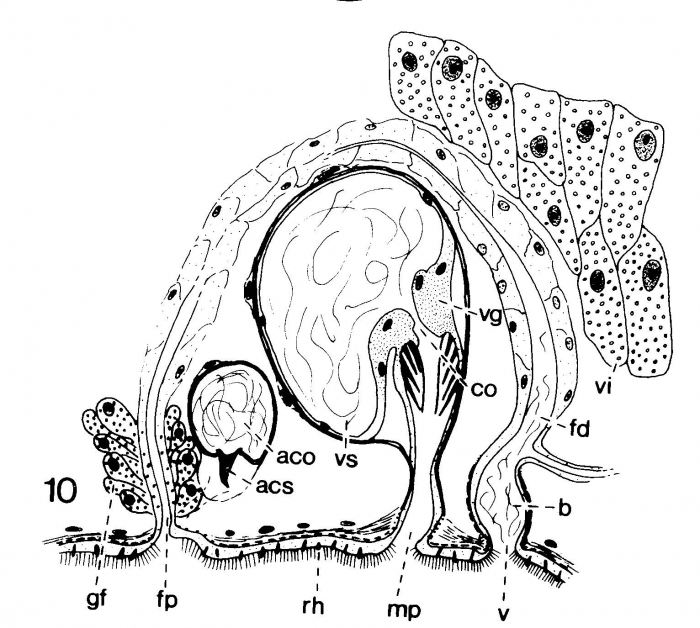 Duplominona septentrionalis