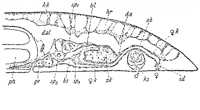 Pseudomonocelis agilis