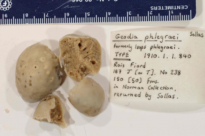 Holotype Holotype