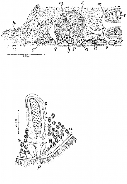Promonotus villacea