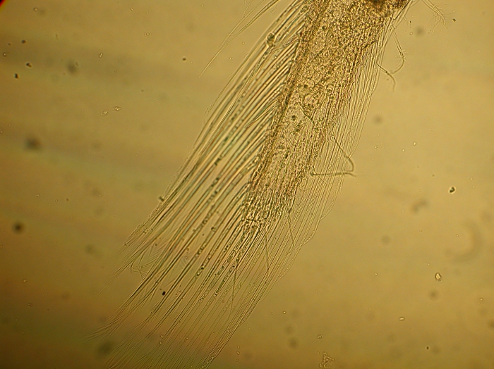 Part: Endo - uro Part: Endo - uro