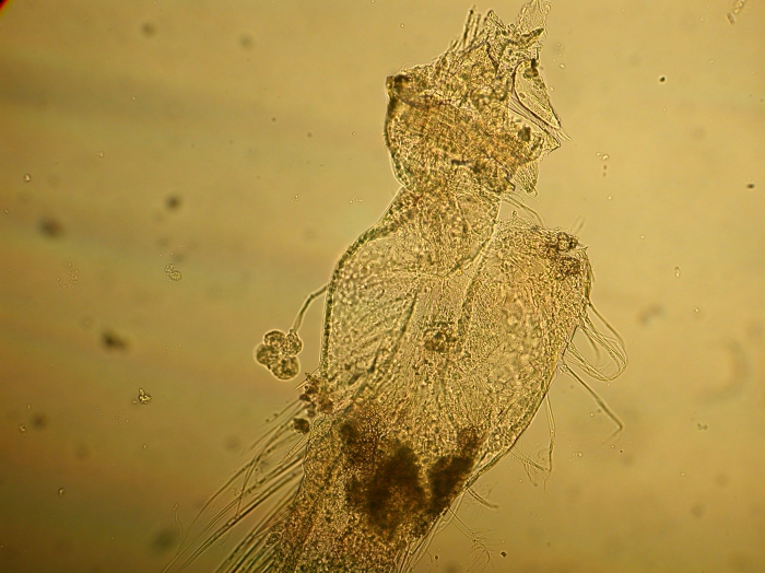 Part: Endo - uro Part: Endo - uro
