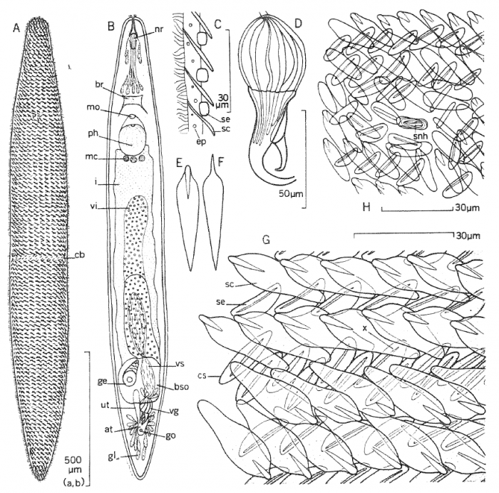 Florianella bipolaris Florianella bipolaris