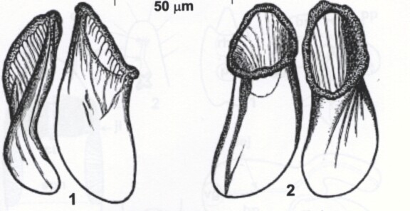 Coulterella bondarenkoai
