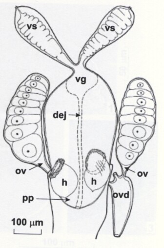 Coulterella vainolae