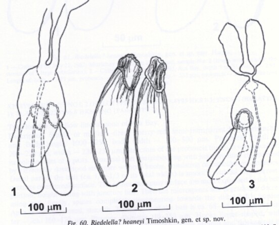 Riedelella heaneyi