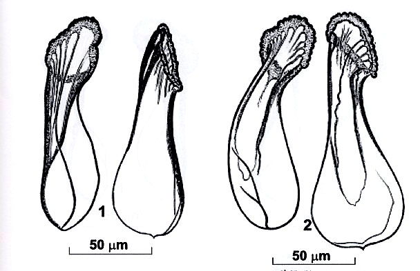 Riedelella kuznedelovi