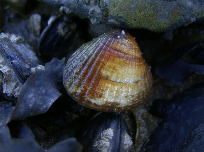 Cerastoderma edule