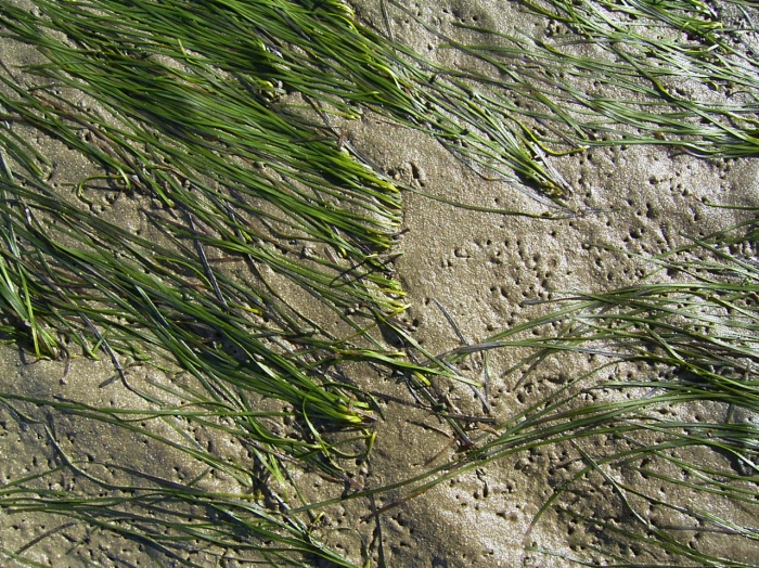 Zostera noltii Zostera noltii