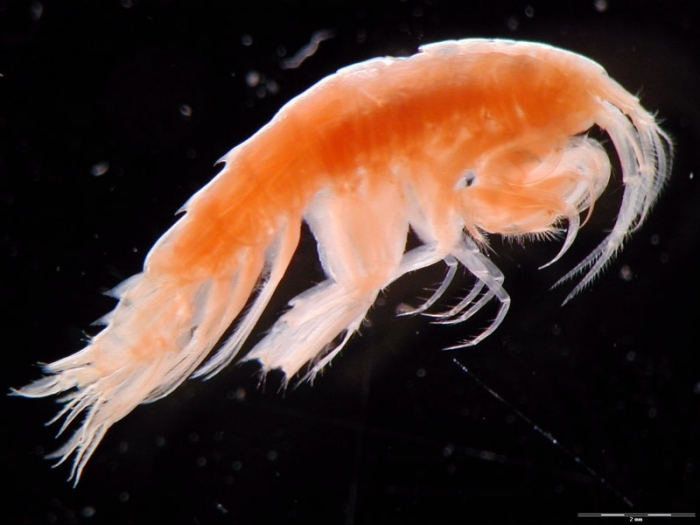 Liljeborgia assicornis