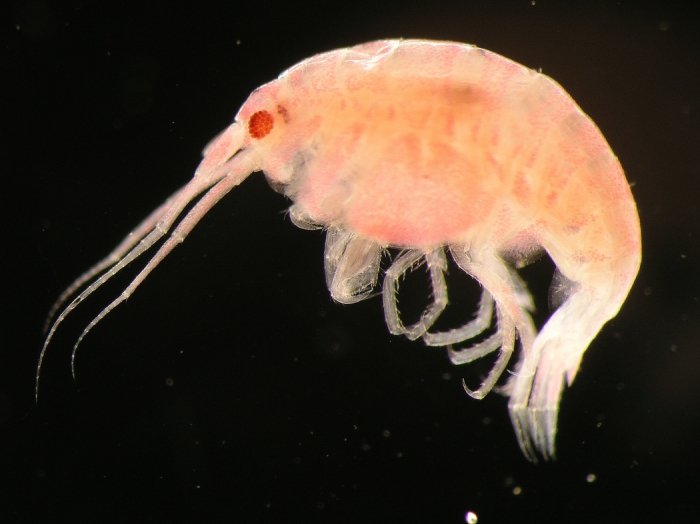 Metopa boeckii Sars,  1892