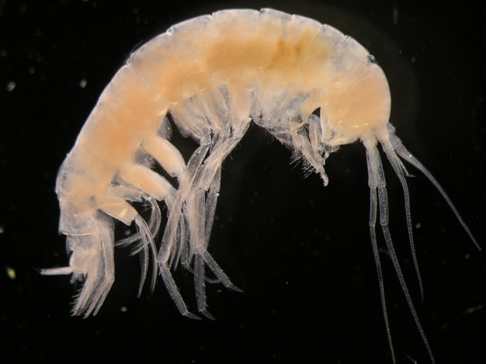 Pardalisca cuspidata Kroyer,  1842