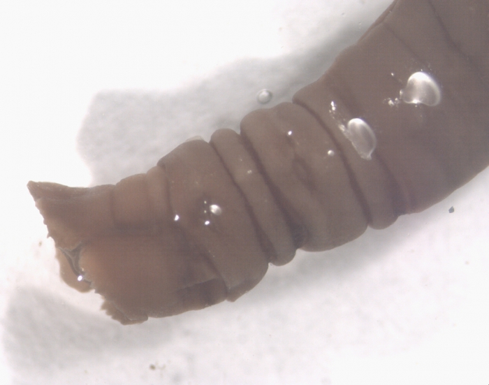 Chirimia biceps (M. Sars, 1861)